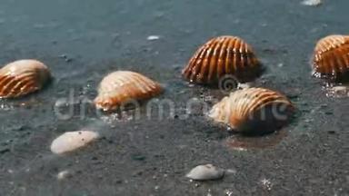 沙滩上的<strong>贝壳</strong>，海浪溅落在<strong>贝壳</strong>上.. 热带海滩上美丽的<strong>贝壳</strong>。 旅行概念